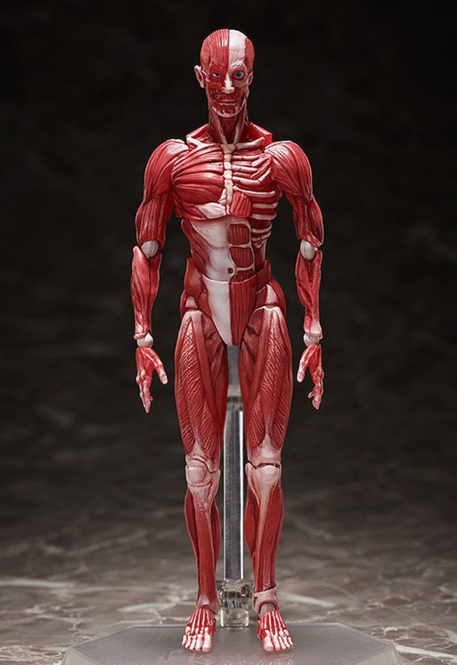 In Stock FREEing | Figma Human Anatomical Model