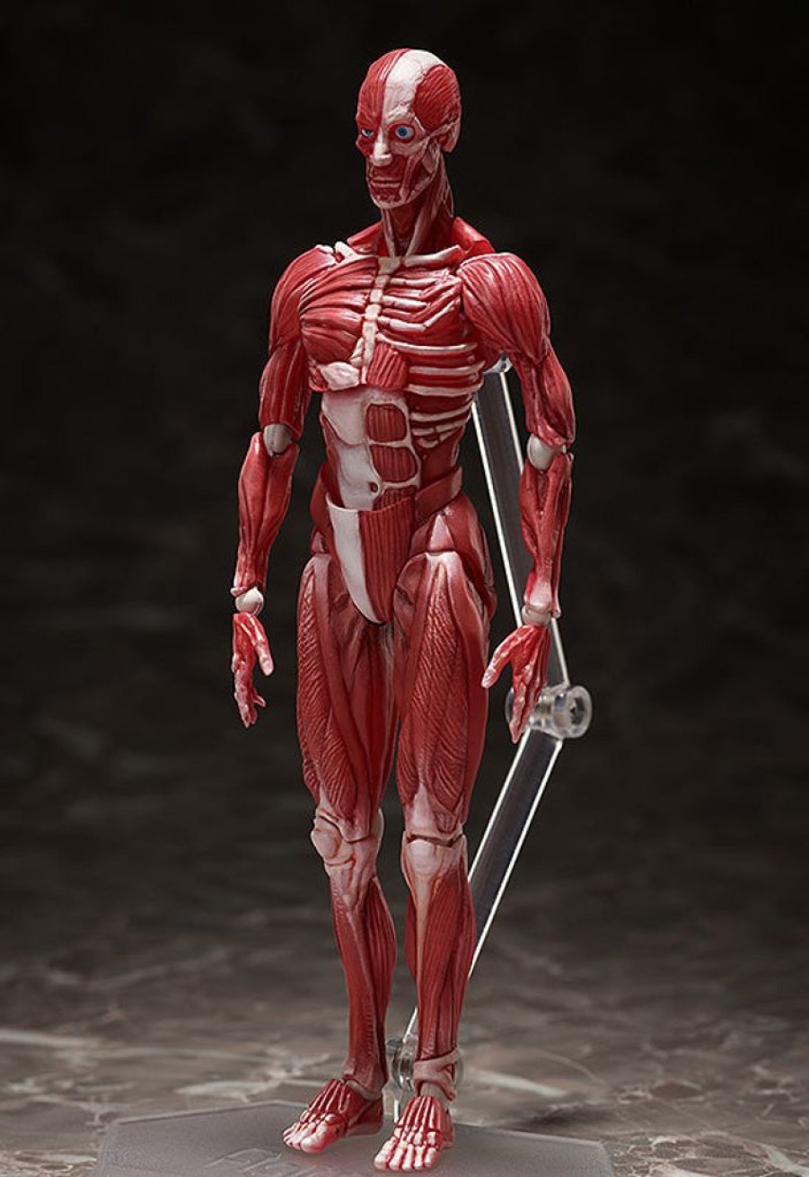 In Stock FREEing | Figma Human Anatomical Model